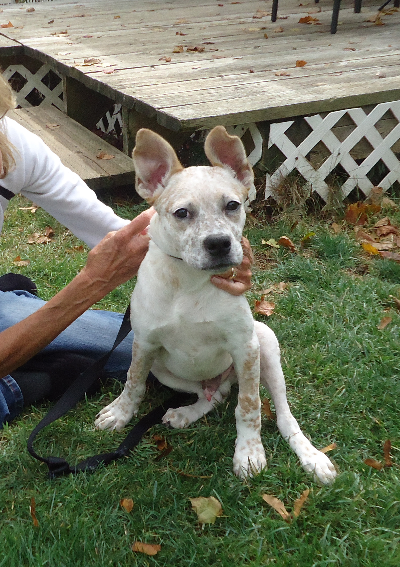 Ricky the white heeler mix dog